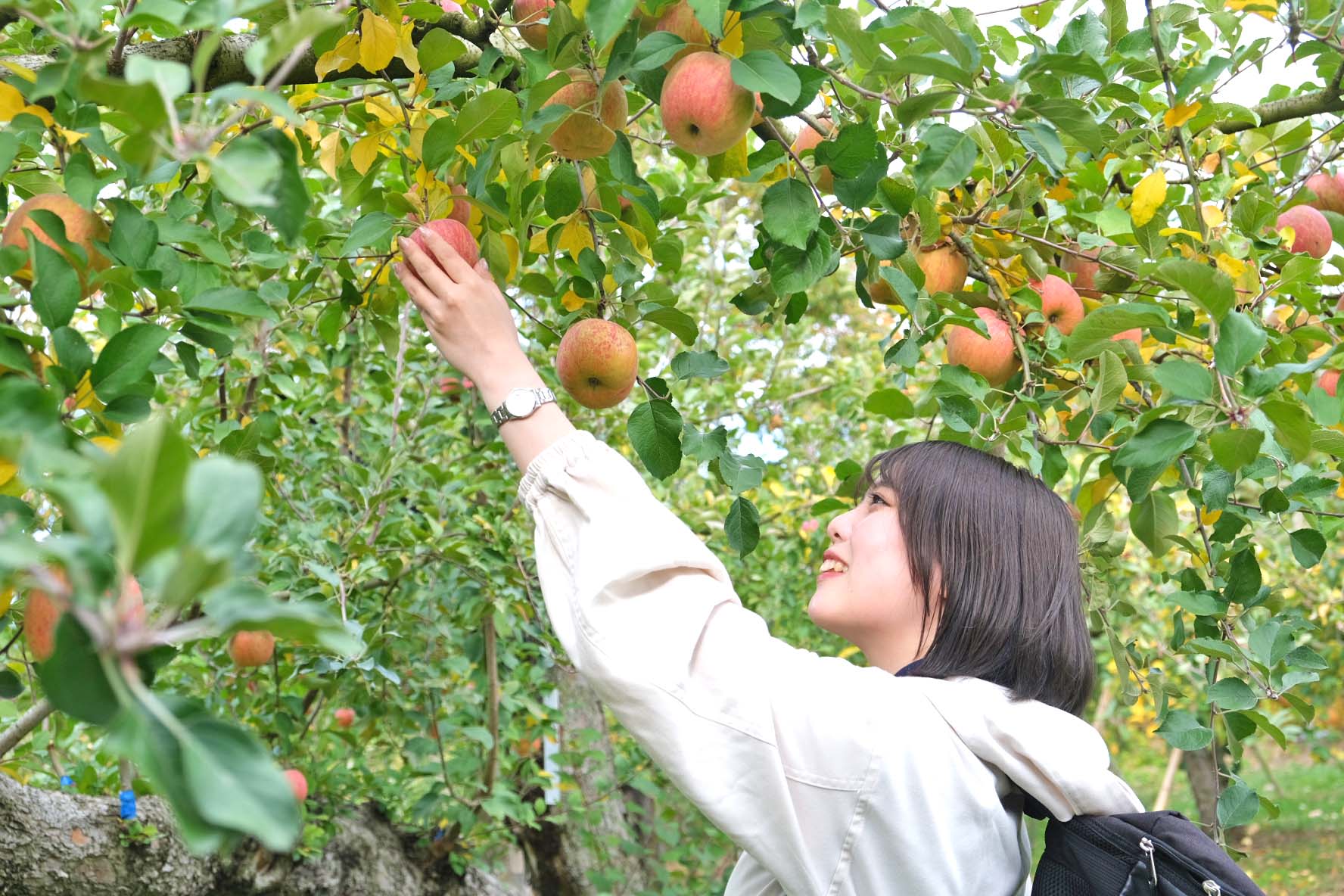 小石川観光りんご園｜旬のりんごを狩って食べて満喫しよう♪